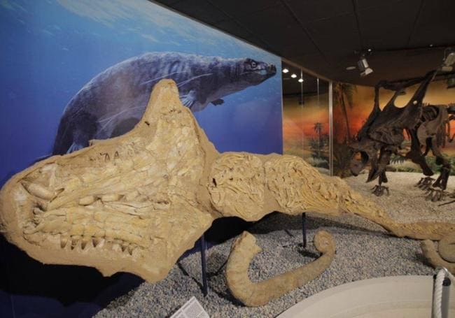 Exposición en el Museo Paleontológico de Elche.