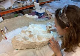 Estudiante de prácticas en el Museo Paleontológico de Elche.