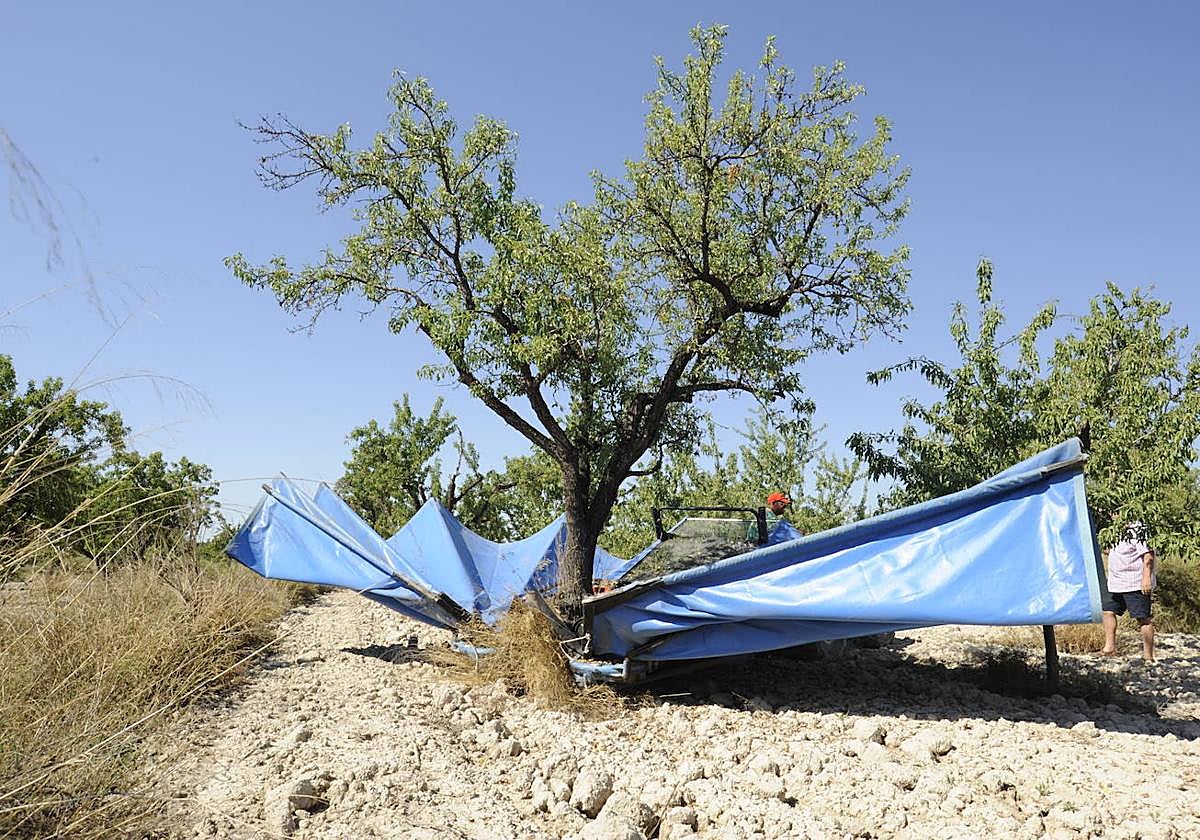 Trabajadores de la almendra alicantina en una jornada de trabajo