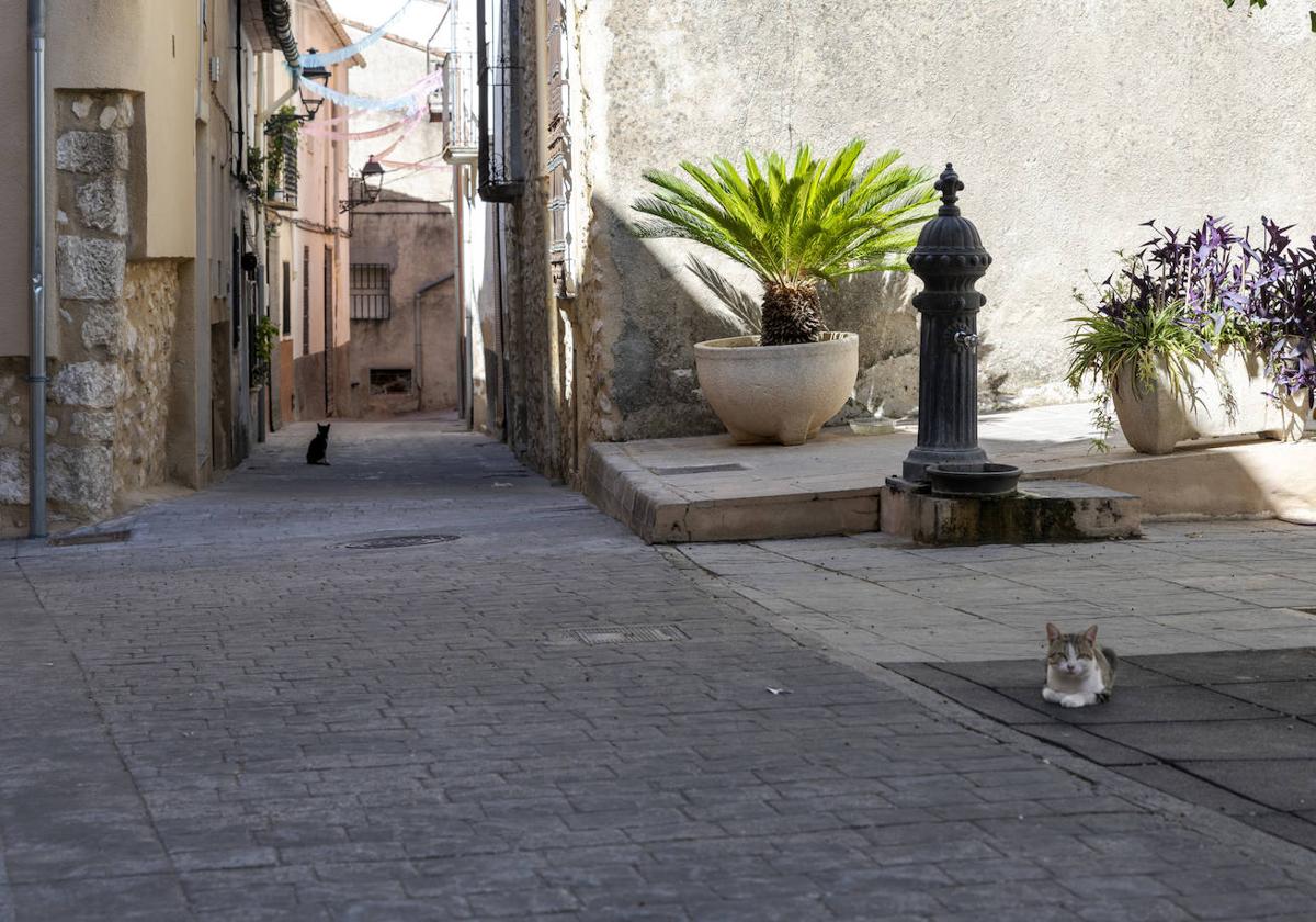 Dos gatos reposan a la sombra en un municipio del interior de Alicante.