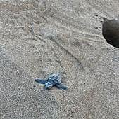 Así ha sido el nacimiento de 72 tortugas en la playa de Albaranes de Dénia