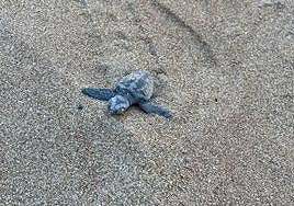 La última de las tortugas ha alcanzado el agua a primera hora de la mañana