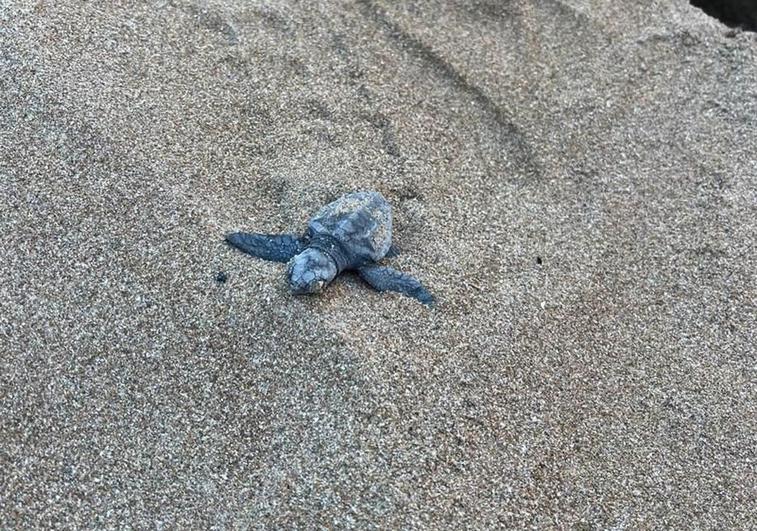 La última de las tortugas ha alcanzado el agua a primera hora de la mañana