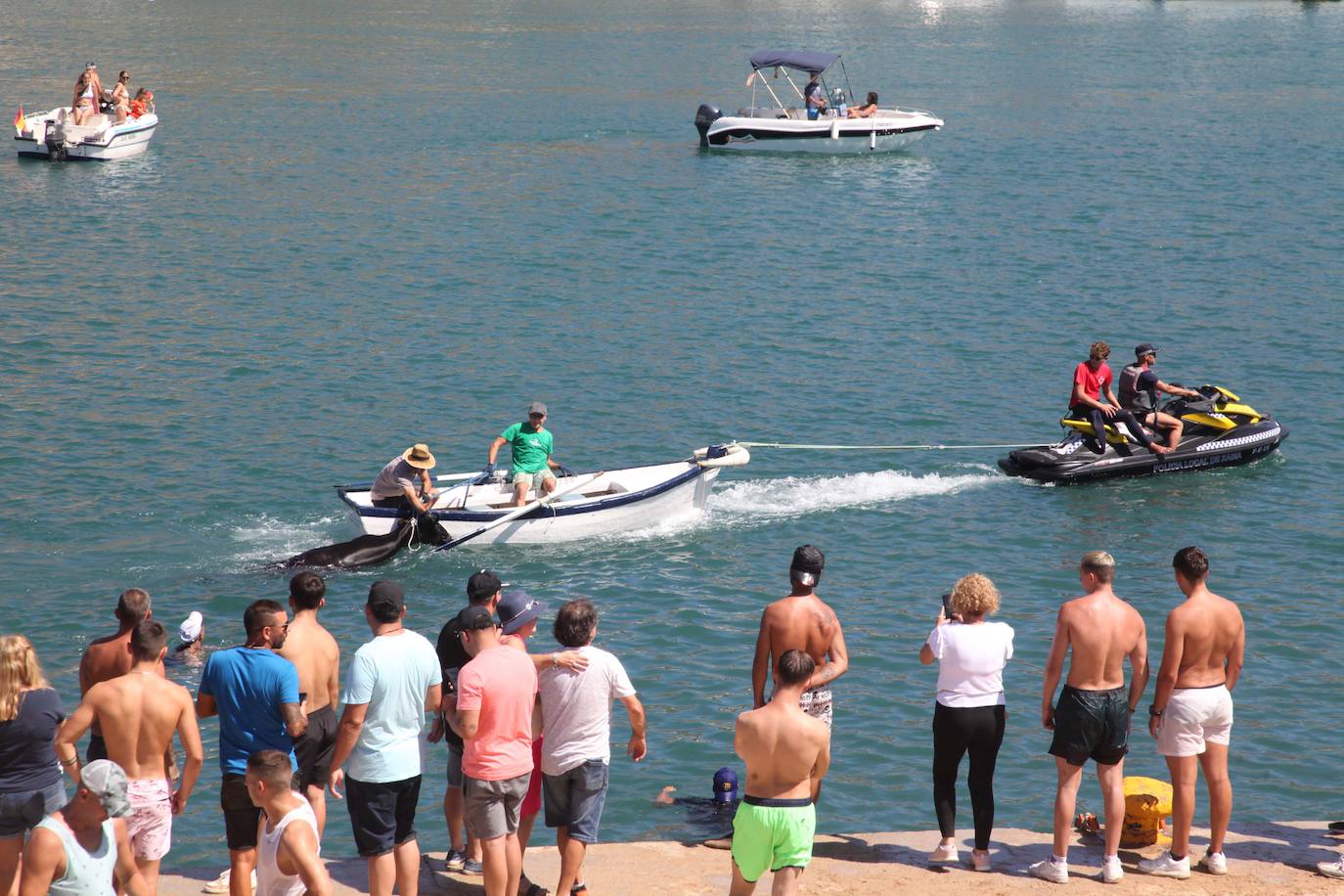 Primer día de Baret y Bous a la Mar en Xàbia