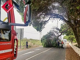 Árbol caído en una carretera de Alicante.