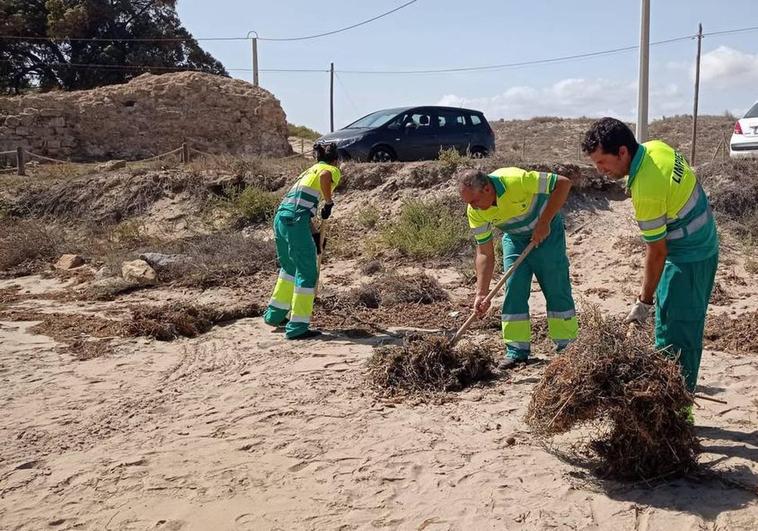 Elche trabaja contrarreloj para limpiar sus playas de «varias toneladas» de algas