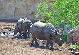 Rinocerontes del parque Terra Natura Benidorm