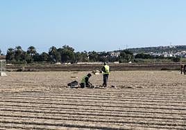Trabajadores en el campo de Elche