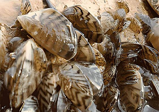 Ejemplares de mejilón cebra