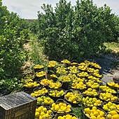 Los cítricos alicantinos ven la luz en un mercado falto de estas frutas