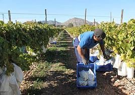 Recolección de la uva embolsada del Vinalopó.