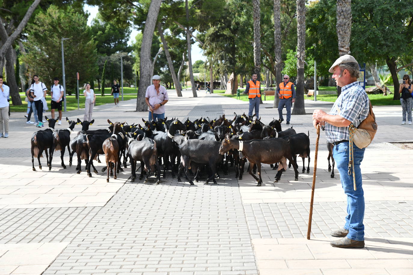 Las ovejas pasean por el campus de la UA