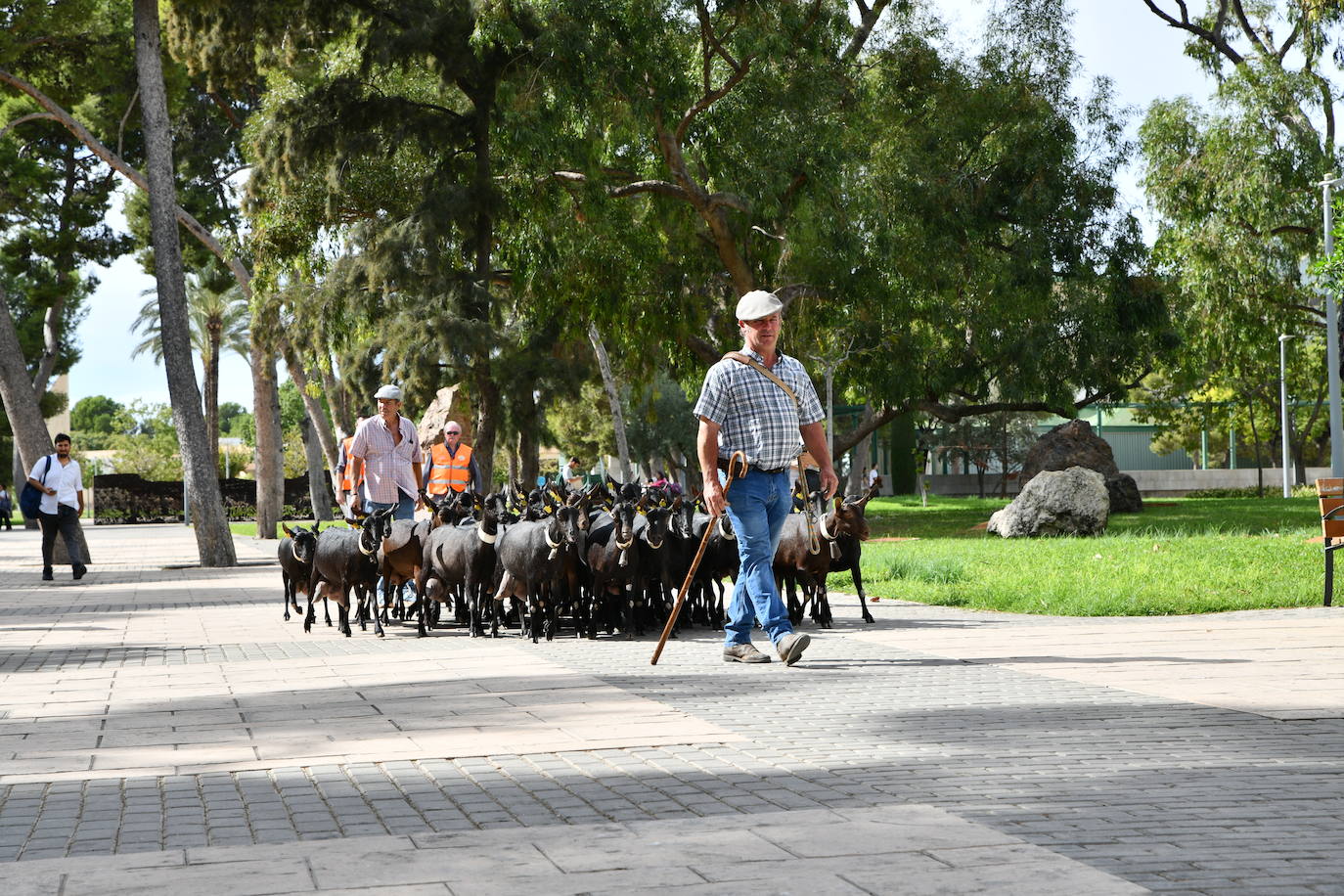 Las ovejas pasean por el campus de la UA