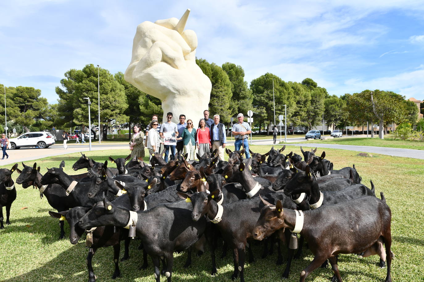 Las ovejas pasean por el campus de la UA