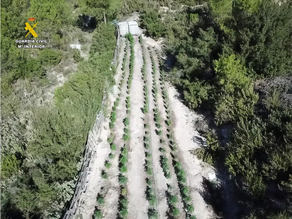Golpe al tráfico de marihuana: seis detenidos por cultivar más de 1.600 plantas