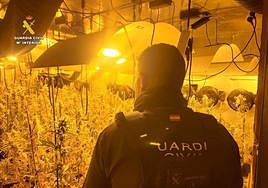 Un agente, en la plantación de marihuana intervenida.