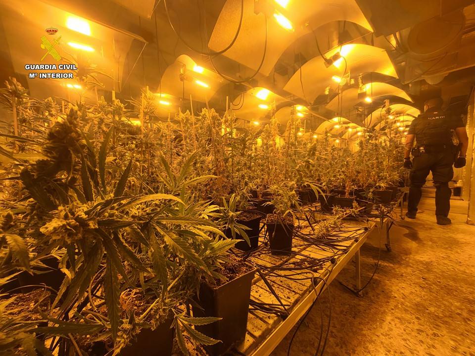 Imagen principal - La Guardia Civil interviene 1.530 plantas de marihuana del interior de un chalet en Callosa de Ensarriá