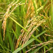 Los supermercados seguirán faltos de arroz bomba de Pego a pesar de la recuperación del sector