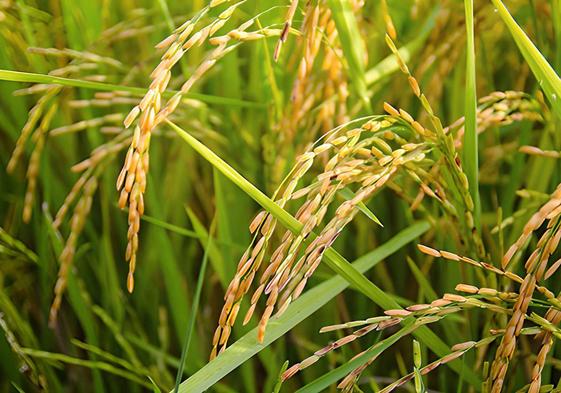 Los supermercados seguirán faltos de arroz bomba de Pego a pesar de la recuperación del sector