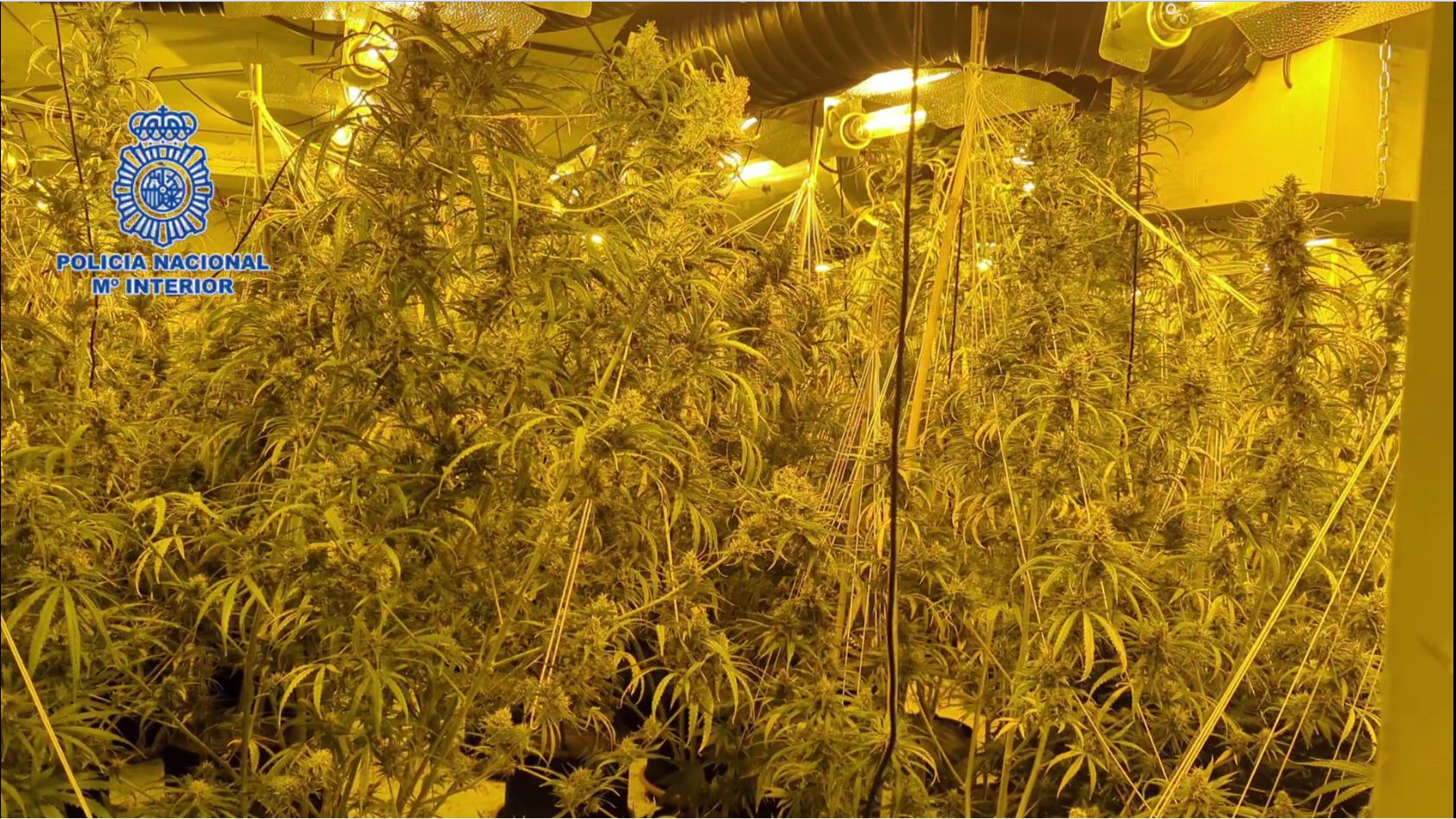 Plantación de marihuana en el interior de la vivienda de lujo.