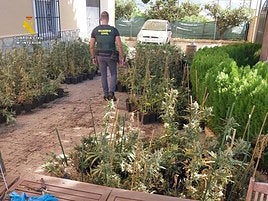 Plantación de Marihuana localizada en la provincia de Alicante por la Guardia Civil.