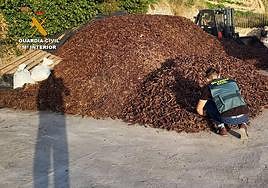 Un agente de la Guardia Civil durante la incautación de algarrobas robadas.