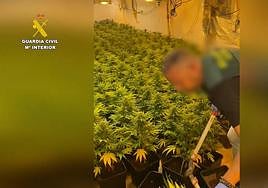 Un guardia civil, en la plantación descubierta.