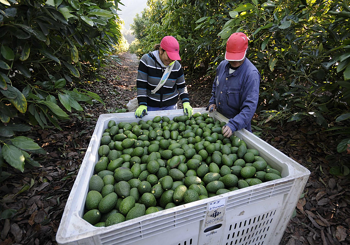 Recolecta de aguacates.