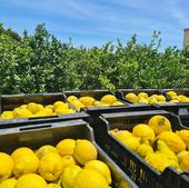 Los agricultores alicantinos denuncian que la industria del limón les lleva a la ruina