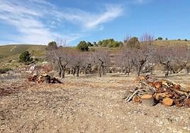 Deforestación de un cultivo de almendros por la Xylella.