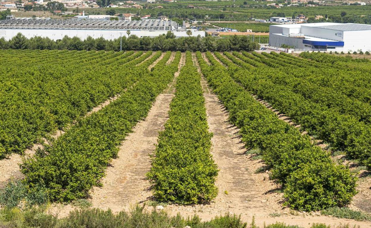 Plantaciones regadas con agua desalada.