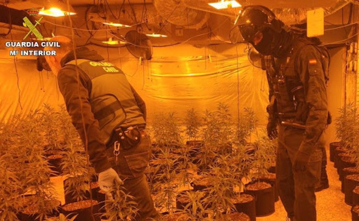 El cultivo indoor de marihuana intervenido 