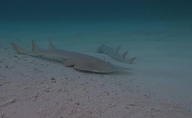 Dos rayas nariz de pala, un tipo de 'raya rinoceronte', frente a la costa australiana. 