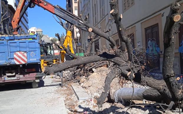 Adiós a las melias de la avenida de la Constitución en Alicante