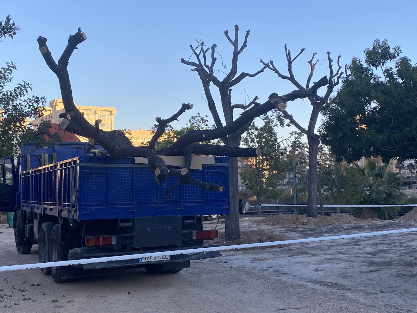 Imagen principal - Las melias ya están en su ubicación definitiva en el parque del PAU 5 de Alicante