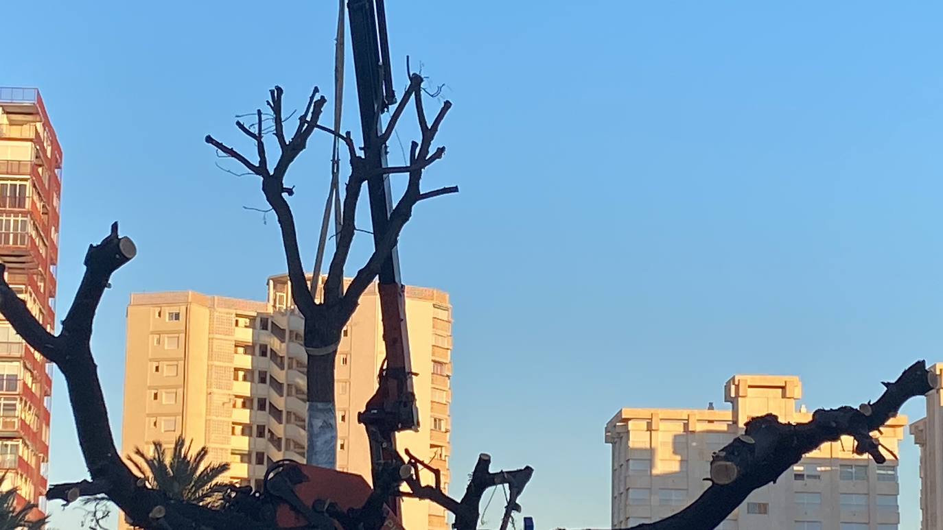 Imagen secundaria 2 - Las melias ya están en su ubicación definitiva en el parque del PAU 5 de Alicante