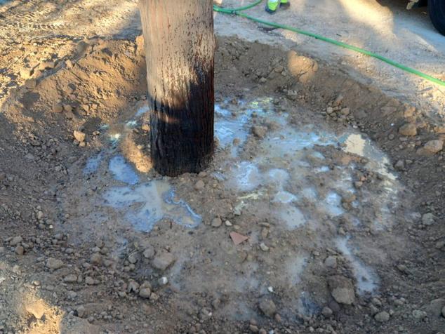 Fotos: La nueva vida de las melias