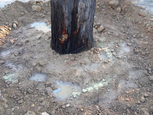 Fotos: La nueva vida de las melias