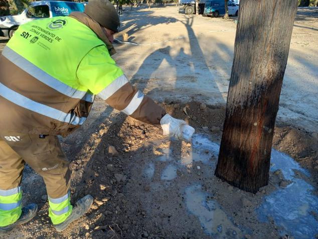 Fotos: La nueva vida de las melias