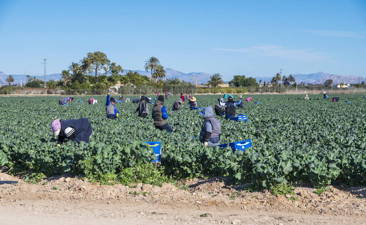Un campo de cultivo de la Vega Baja 