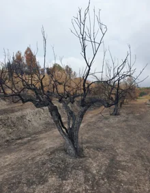 Imagen secundaria 2 - Indignación en la Vall d&#039;Ebo: Seis meses sin noticias de las ayudas tras el incendio que arrasó más de 12.000 hectáreas