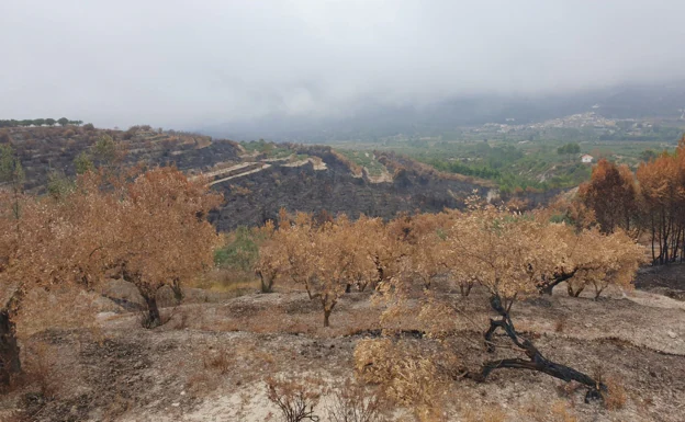 Imagen principal - Indignación en la Vall d&#039;Ebo: Seis meses sin noticias de las ayudas tras el incendio que arrasó más de 12.000 hectáreas