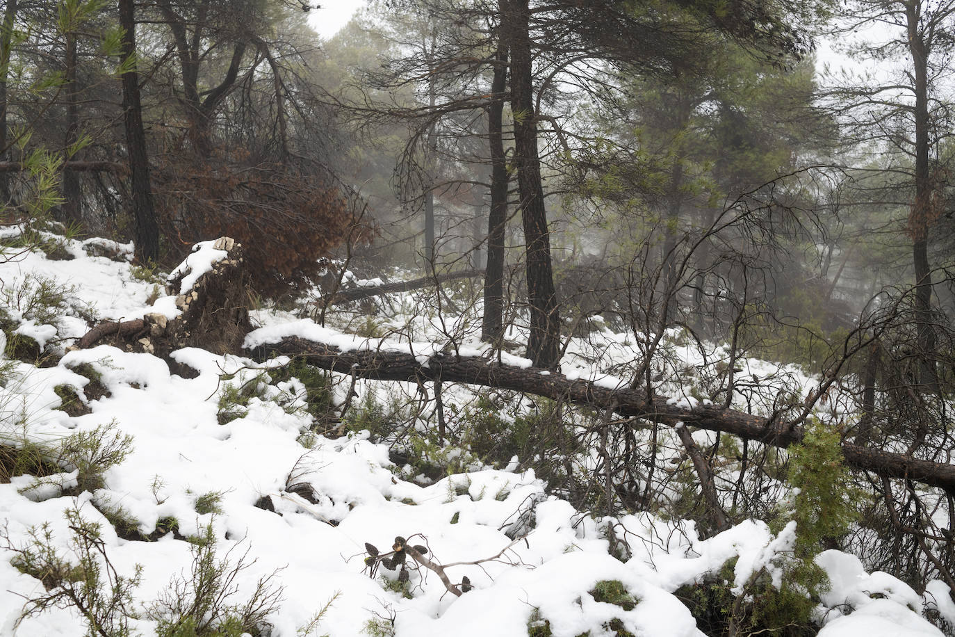 La Carrasqueta nevada en el año 2021.