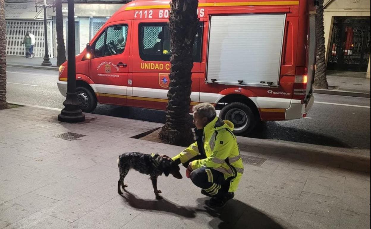 El perro Kira de los bomberos de Alicante 