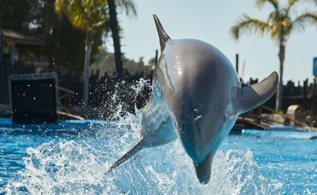 Piden prohibir los espectáculos con delfines en Mundomar