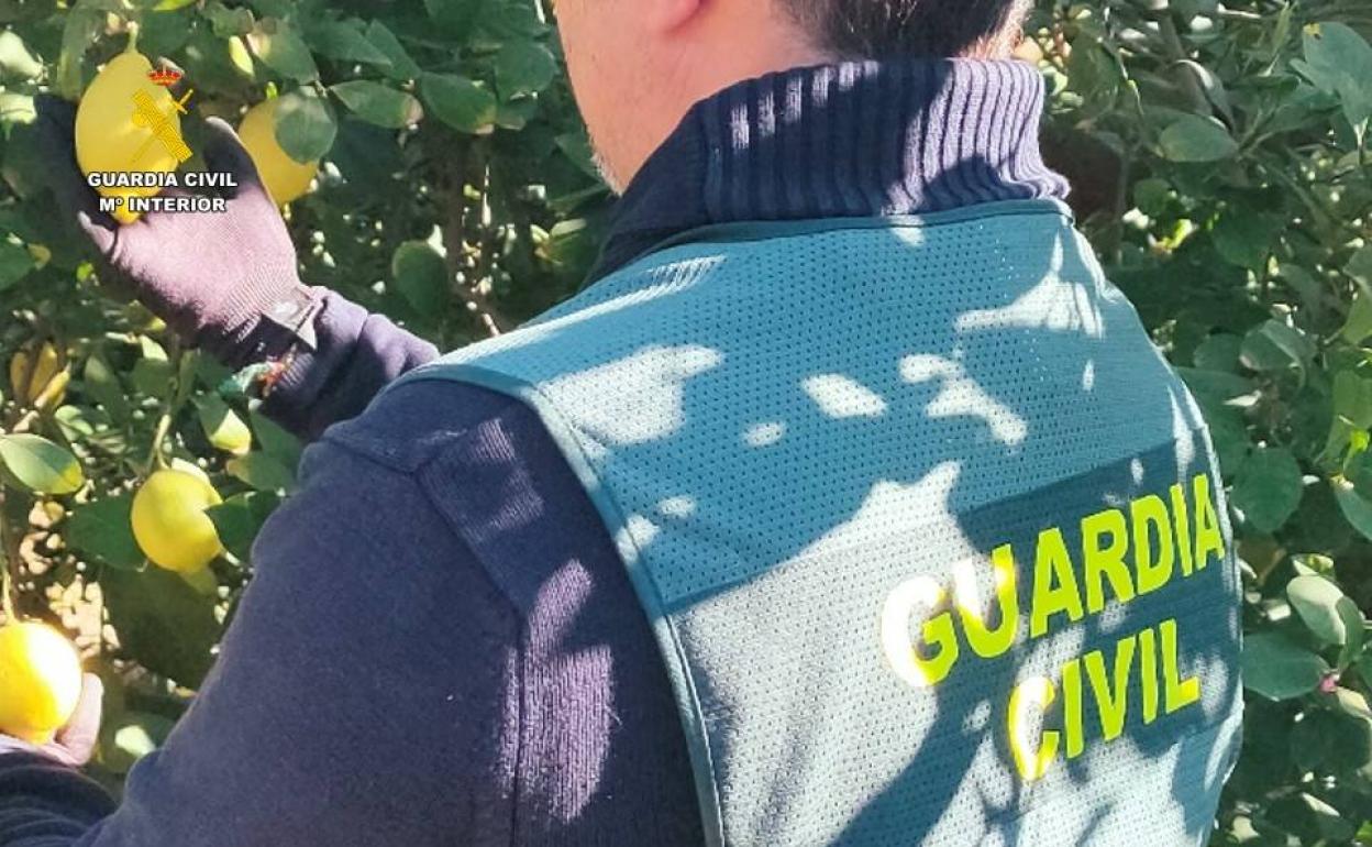 Un guardia civil en un campo de limoneros.