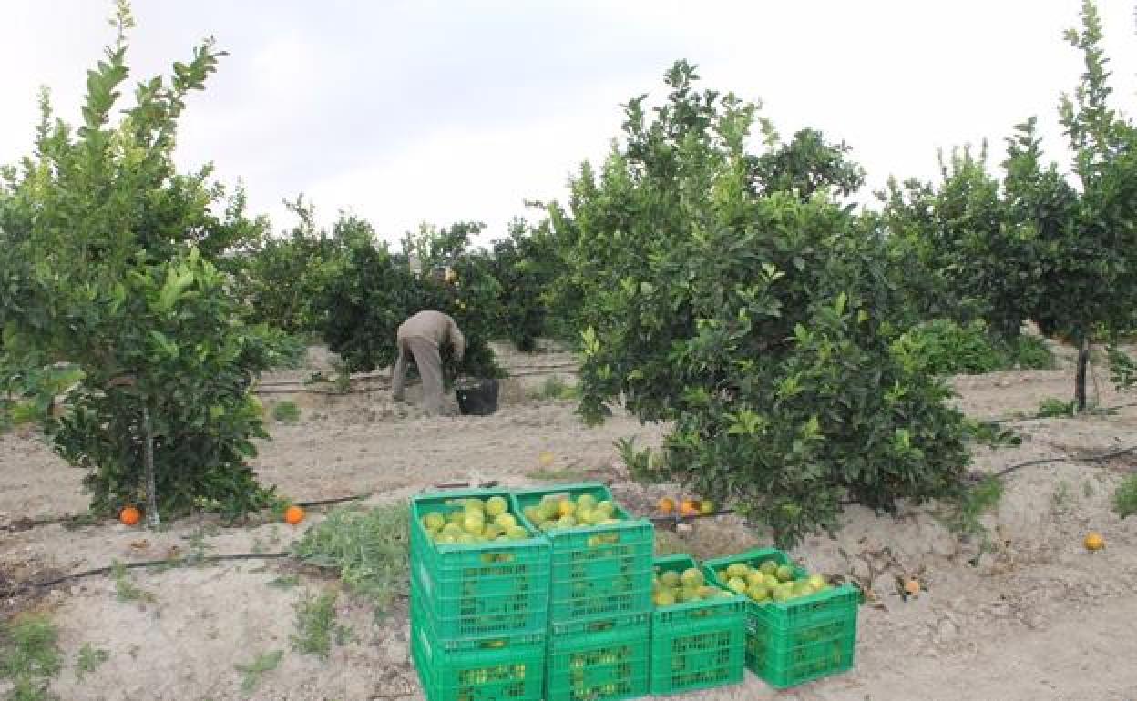 El campo no encuentra solución: la inflación se come el aumento de precios en origen