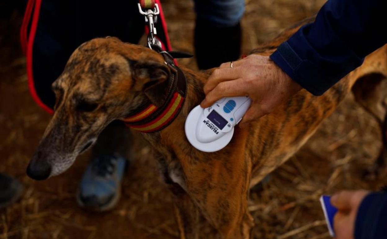 Un veterinario examina un perro de caza.