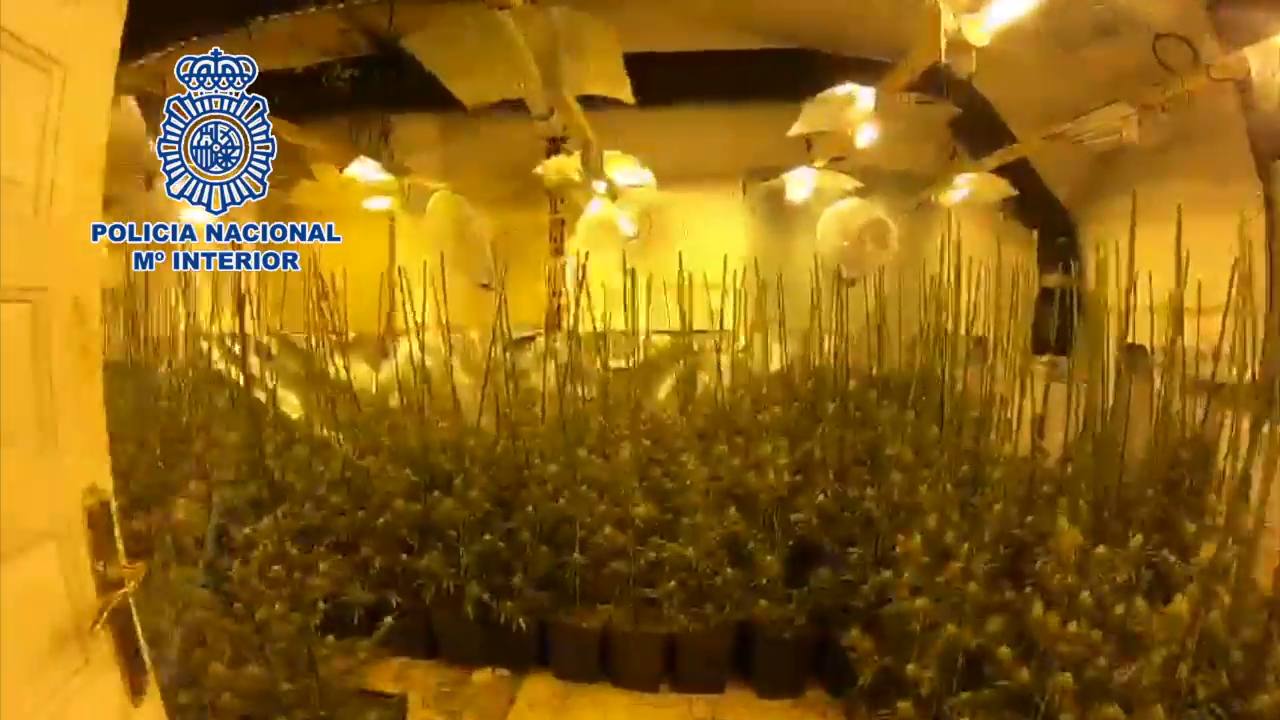 Desmantelan una plantación &#039;indoor&#039; de marihuana en un domicilio de Benitatxell | tráfico de drogas Alicante | Detenidos Alicante