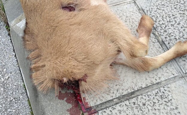 Animalistas denuncian a un grupo de cazadores tras la aparición de una cabra decapitada en Pedreguer